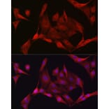 Immunofluorescence - Anti-AMPK alpha 1 +AMPK alpha 2 Antibody (A92683) - Antibodies.com