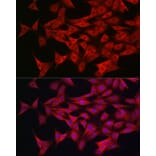 Immunofluorescence - Anti-AMPK alpha 1 +AMPK alpha 2 Antibody (A92683) - Antibodies.com