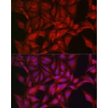 Immunofluorescence - Anti-AMPK alpha 1 +AMPK alpha 2 Antibody (A92683) - Antibodies.com