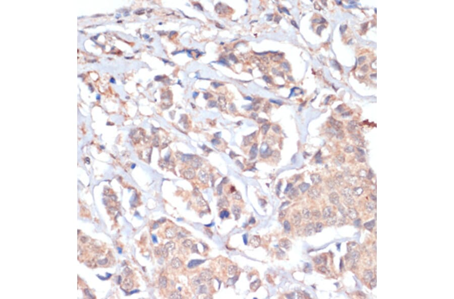 Immunohistochemistry - Anti-PRMT7 Antibody (A92684) - Antibodies.com