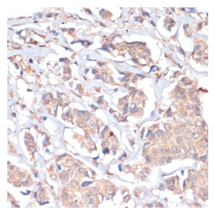 Immunohistochemistry - Anti-PRMT7 Antibody (A92684) - Antibodies.com