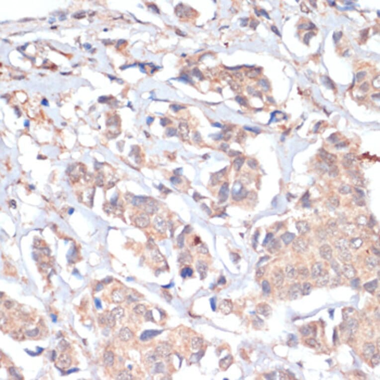 Immunohistochemistry - Anti-PRMT7 Antibody (A92684) - Antibodies.com