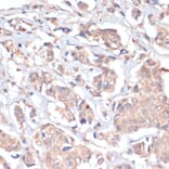 Immunohistochemistry - Anti-PRMT7 Antibody (A92684) - Antibodies.com