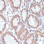 Immunohistochemistry - Anti-PRMT7 Antibody (A92684) - Antibodies.com