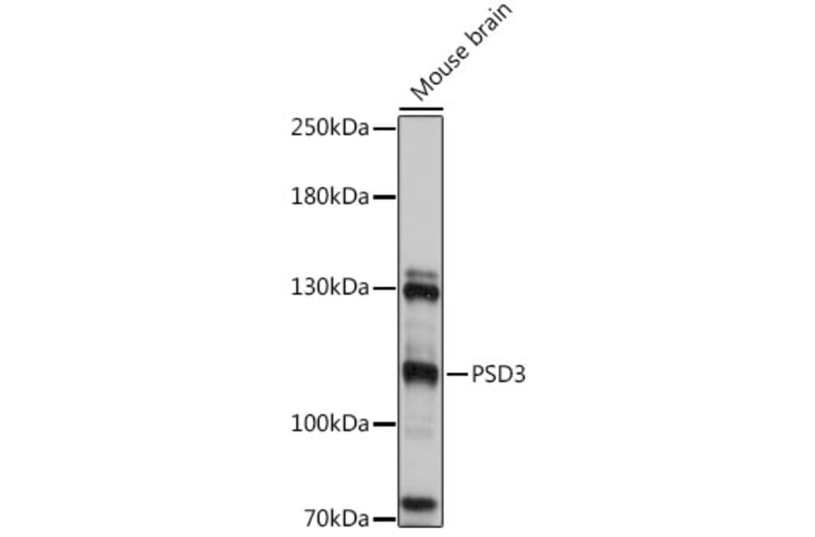 Western Blot - Anti-PSD3 Antibody (A92688) - Antibodies.com