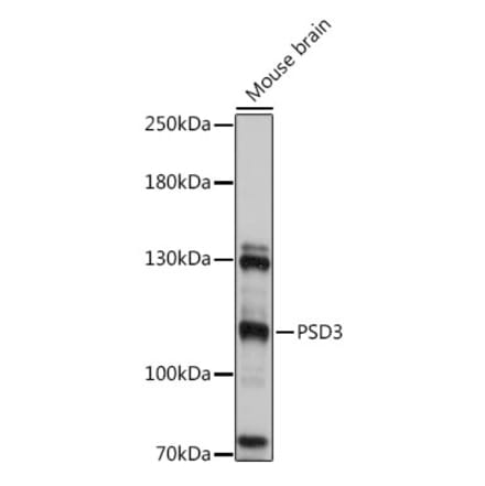 Western Blot - Anti-PSD3 Antibody (A92688) - Antibodies.com