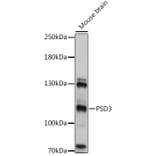 Western Blot - Anti-PSD3 Antibody (A92688) - Antibodies.com