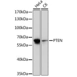 Western Blot - Anti-PTEN Antibody (A92689) - Antibodies.com