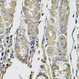 Immunohistochemistry - Anti-PTHLH Antibody (A12492) - Antibodies.com
