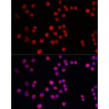 Immunofluorescence - Anti-STEP/PTPN5 Antibody (A92692) - Antibodies.com