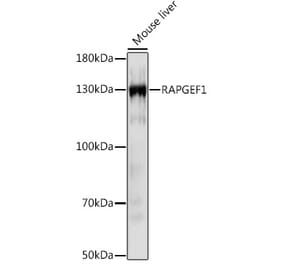 Western Blot - Anti-GRF2 Antibody (A92697) - Antibodies.com