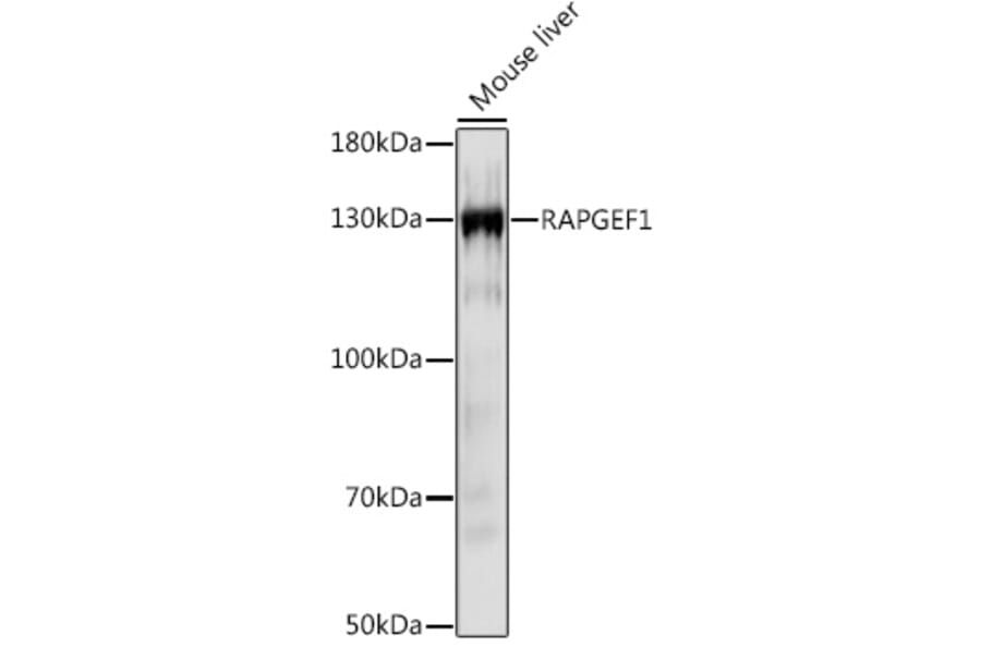 Western Blot - Anti-GRF2 Antibody (A92697) - Antibodies.com