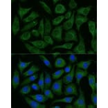 Immunofluorescence - Anti-GRF2 Antibody (A92697) - Antibodies.com