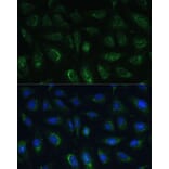 Immunofluorescence - Anti-GRF2 Antibody (A92697) - Antibodies.com