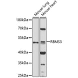 Western Blot - Anti-RBMS3 Antibody (A92700) - Antibodies.com