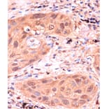 Immunohistochemistry - Anti-RPP38 Antibody (A92710) - Antibodies.com