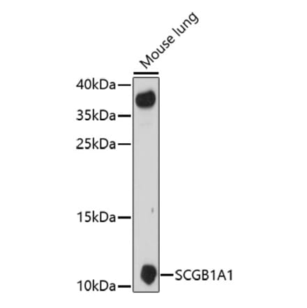 Western Blot - Anti-Uteroglobin Antibody (A92712) - Antibodies.com