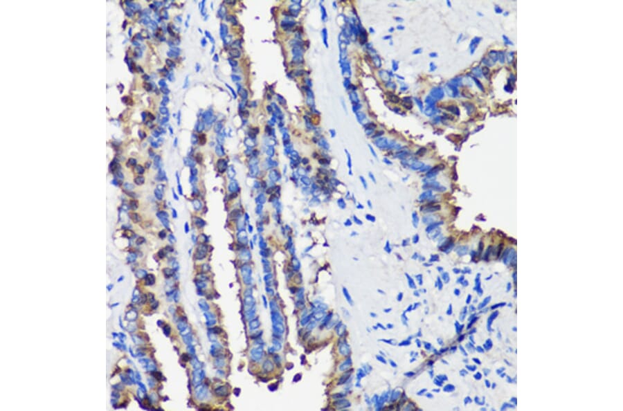 Immunohistochemistry - Anti-Uteroglobin Antibody (A92712) - Antibodies.com