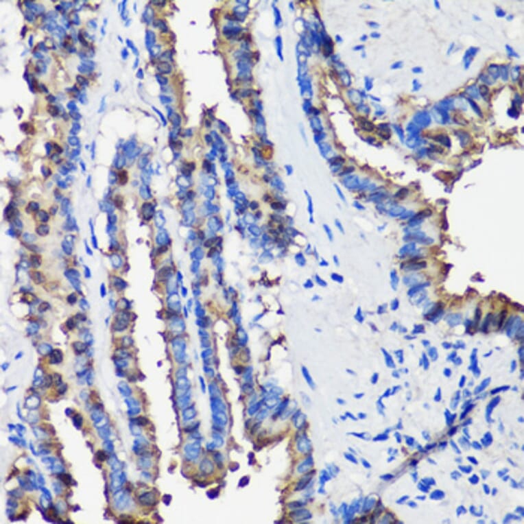 Immunohistochemistry - Anti-Uteroglobin Antibody (A92712) - Antibodies.com