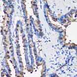 Immunohistochemistry - Anti-Uteroglobin Antibody (A92712) - Antibodies.com