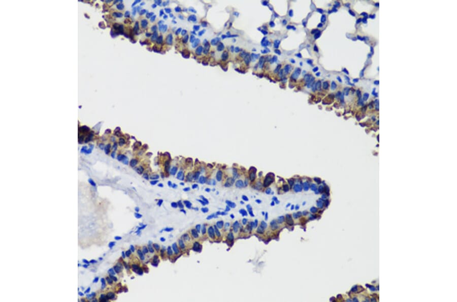 Immunohistochemistry - Anti-Uteroglobin Antibody (A92712) - Antibodies.com