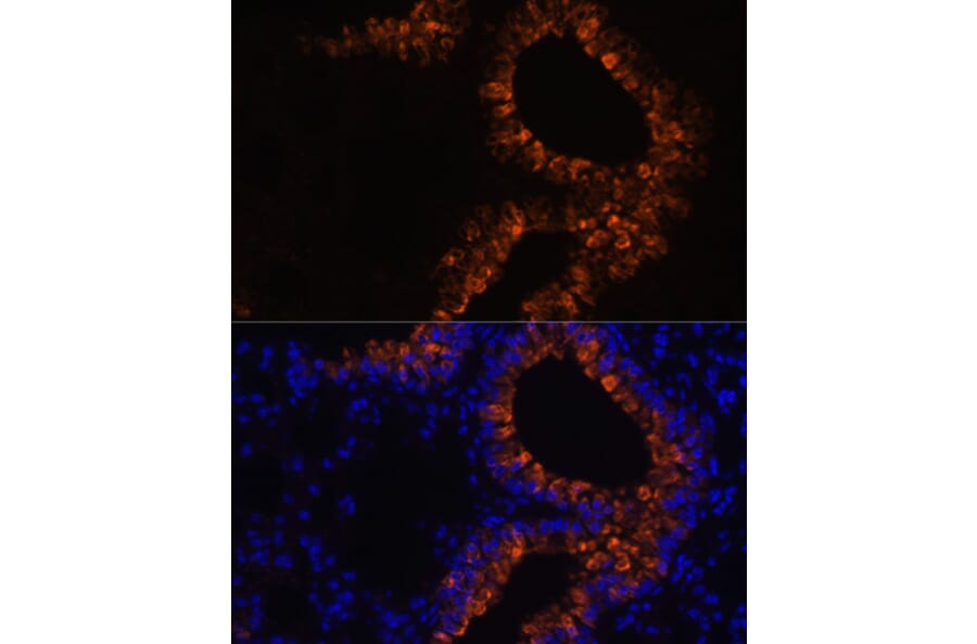 Immunofluorescence - Anti-Uteroglobin Antibody (A92712) - Antibodies.com