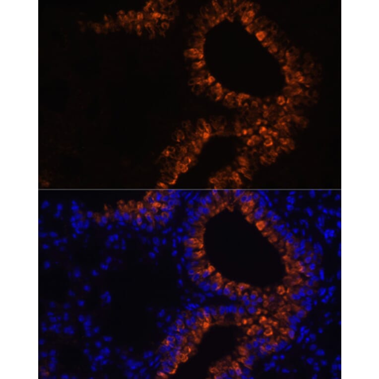 Immunofluorescence - Anti-Uteroglobin Antibody (A92712) - Antibodies.com