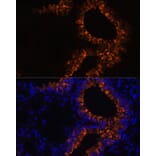 Immunofluorescence - Anti-Uteroglobin Antibody (A92712) - Antibodies.com