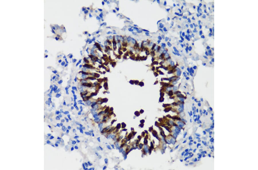Immunohistochemistry - Anti-Uteroglobin Antibody (A92713) - Antibodies.com