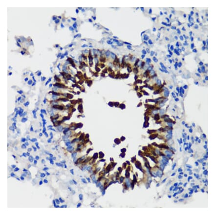 Immunohistochemistry - Anti-Uteroglobin Antibody (A92713) - Antibodies.com