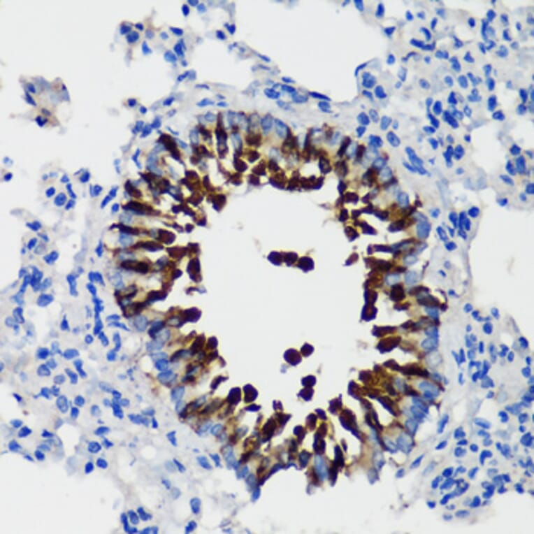 Immunohistochemistry - Anti-Uteroglobin Antibody (A92713) - Antibodies.com