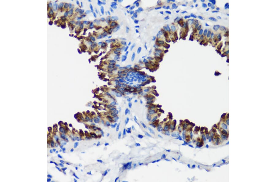 Immunohistochemistry - Anti-Uteroglobin Antibody (A92713) - Antibodies.com