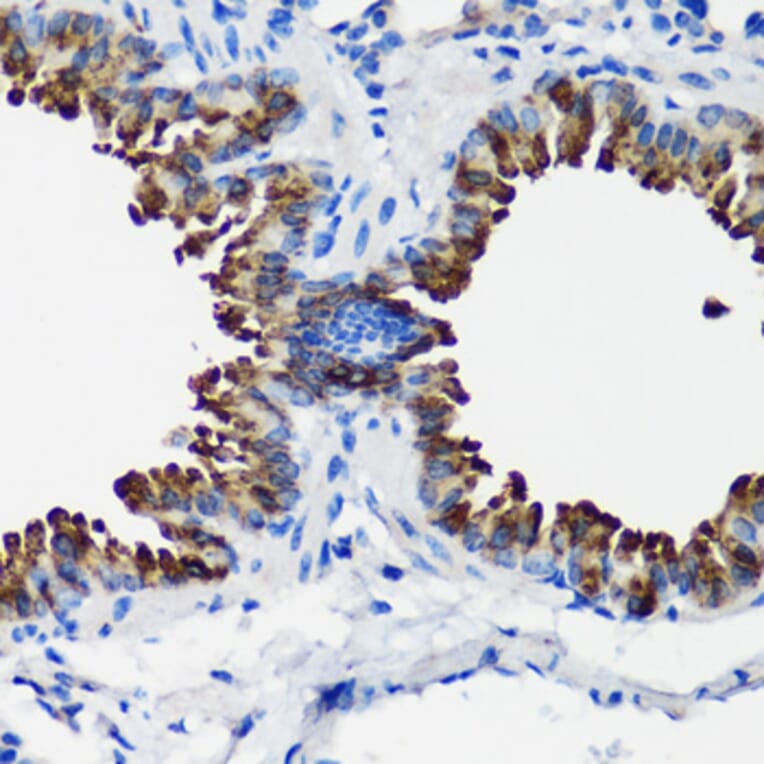 Immunohistochemistry - Anti-Uteroglobin Antibody (A92713) - Antibodies.com