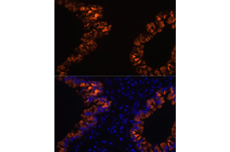 Immunofluorescence - Anti-Uteroglobin Antibody (A92713) - Antibodies.com
