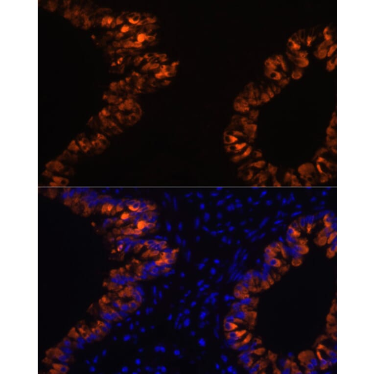 Immunofluorescence - Anti-Uteroglobin Antibody (A92713) - Antibodies.com