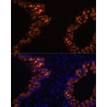 Immunofluorescence - Anti-Uteroglobin Antibody (A92713) - Antibodies.com