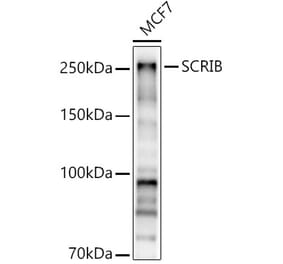 Western Blot - Anti-SCRIBBLE Antibody (A92715) - Antibodies.com