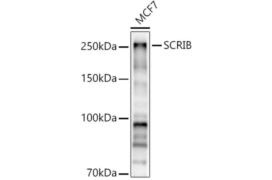Western Blot - Anti-SCRIBBLE Antibody (A92715) - Antibodies.com