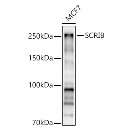 Western Blot - Anti-SCRIBBLE Antibody (A92715) - Antibodies.com