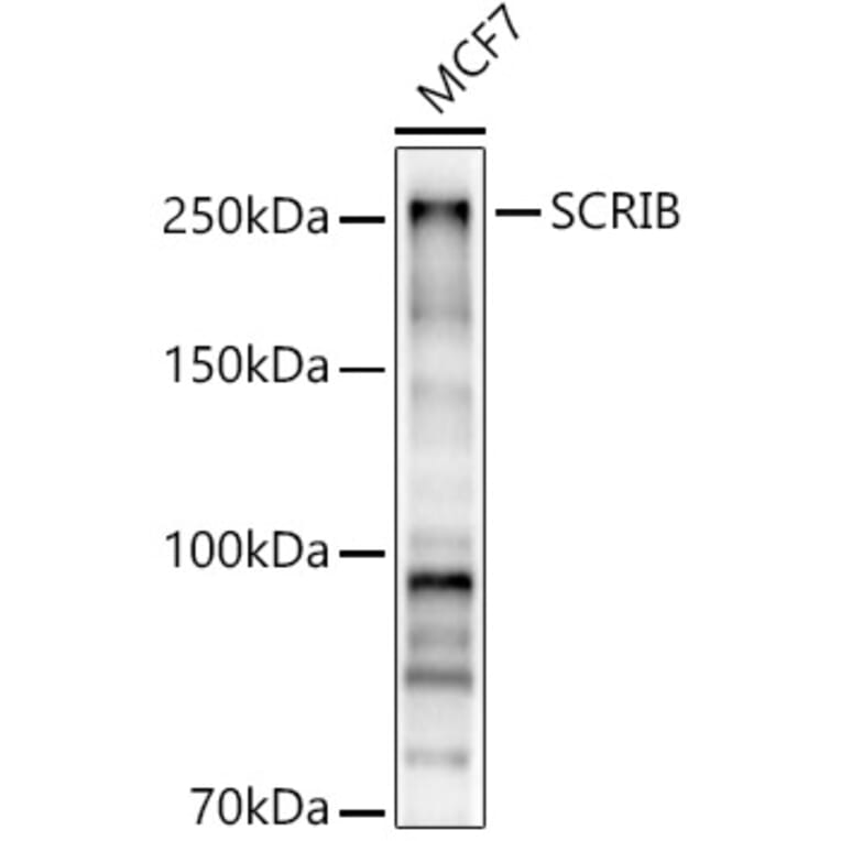 Western Blot - Anti-SCRIBBLE Antibody (A92715) - Antibodies.com