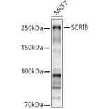Western Blot - Anti-SCRIBBLE Antibody (A92715) - Antibodies.com