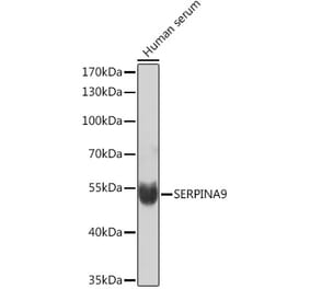 Western Blot - Anti-GCET1 Antibody (A92716) - Antibodies.com