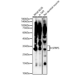 Western Blot - Anti-SFRP5 Antibody (A92719) - Antibodies.com