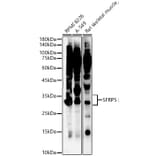 Western Blot - Anti-SFRP5 Antibody (A92719) - Antibodies.com