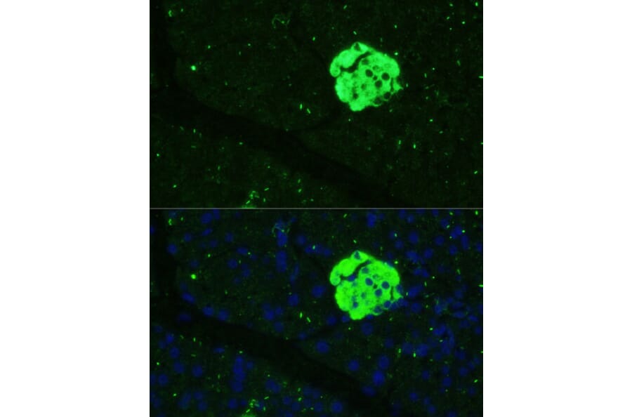 Immunofluorescence - Anti-SFRP5 Antibody (A92719) - Antibodies.com