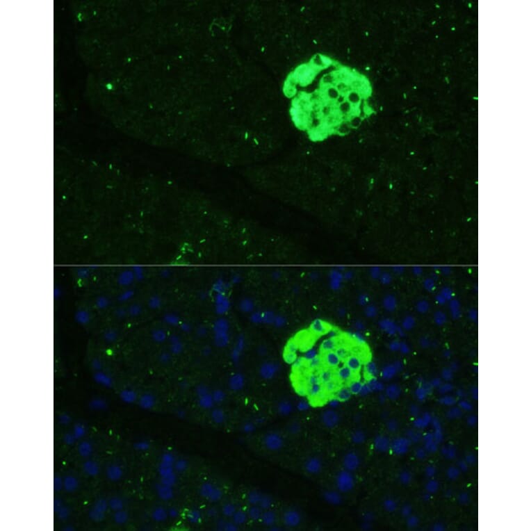 Immunofluorescence - Anti-SFRP5 Antibody (A92719) - Antibodies.com