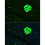 Immunofluorescence - Anti-SFRP5 Antibody (A92719) - Antibodies.com