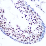 Immunohistochemistry - Anti-SFRS7/SRSF7 Antibody (A92720) - Antibodies.com