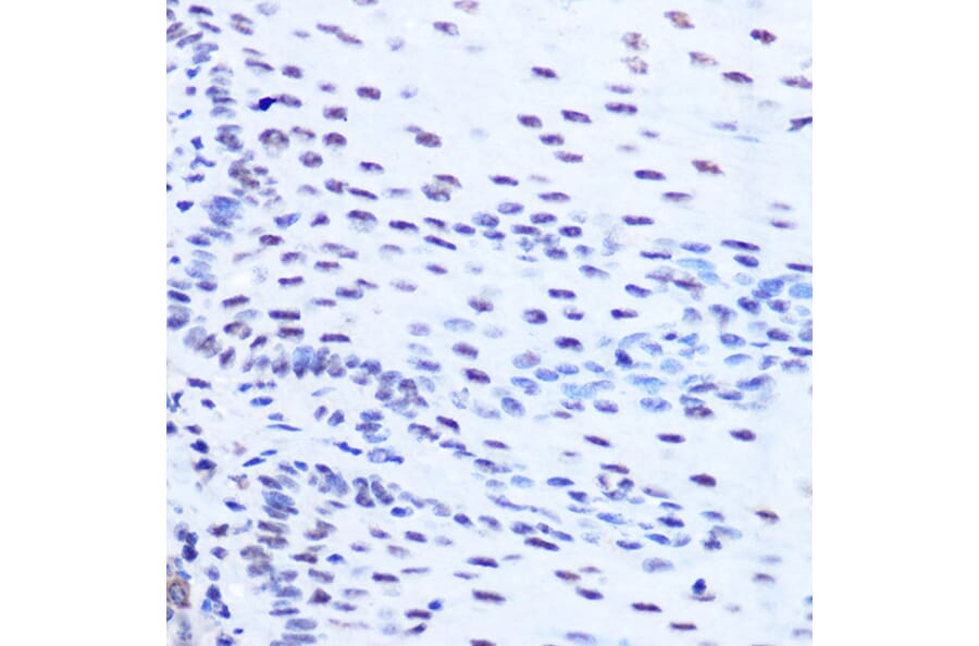 Immunohistochemistry - Anti-SFRS7/SRSF7 Antibody (A92720) - Antibodies.com
