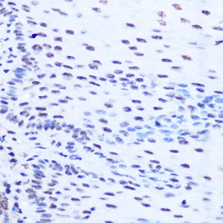 Immunohistochemistry - Anti-SFRS7/SRSF7 Antibody (A92720) - Antibodies.com